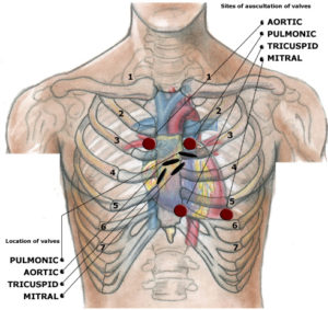 Cardiovascular exam - detailed - Oxford Medical Education