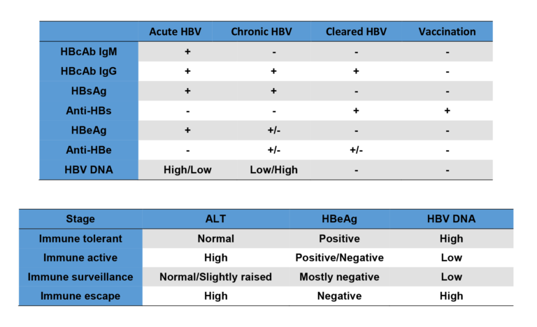 Hep B Serology Viral Markers Oxford Medical Education