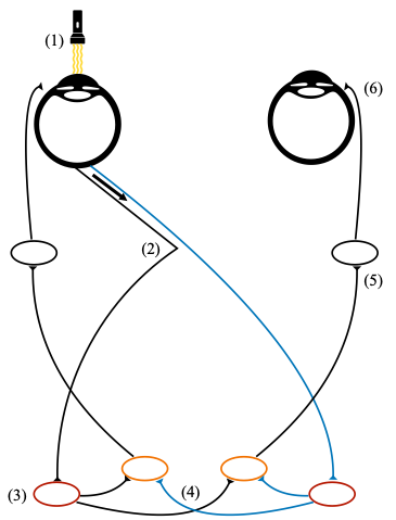 Pupillary light reflex